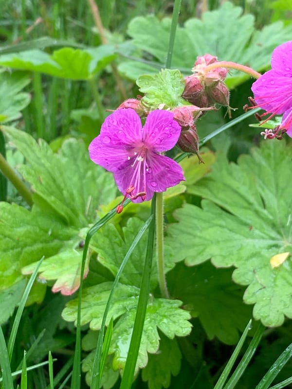 Morning rain covers flowers with droplets in Stavropol garden