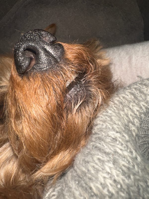 Quiet afternoon moments captured in Ramat Gan homes