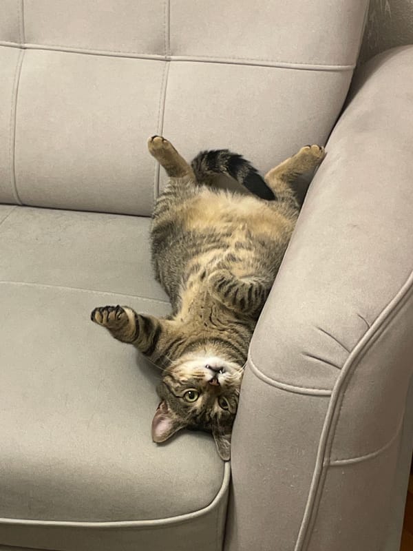 Tabby cat goes full belly-up on the couch