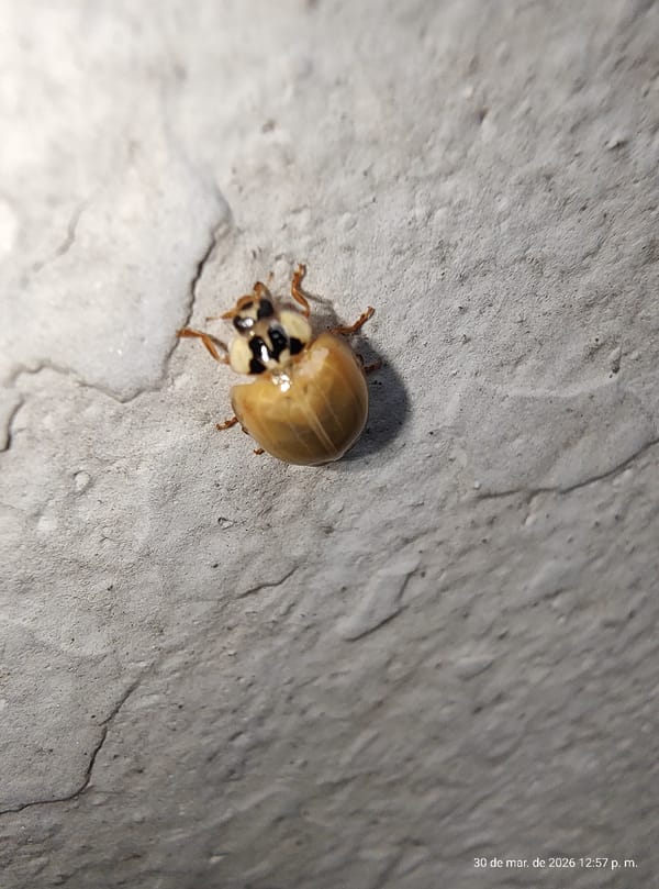 Asian Lady Beetles Observed in Multiple Life Stages