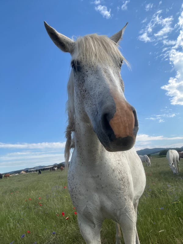 Horses in a Bulgarian field, close up on a summer morning