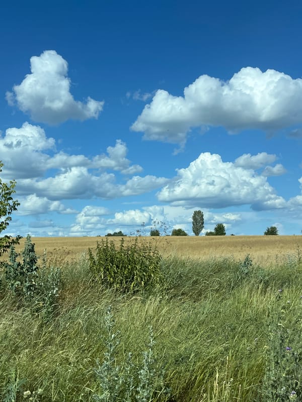 Summer vegetation under open skies in rural central Ukraine