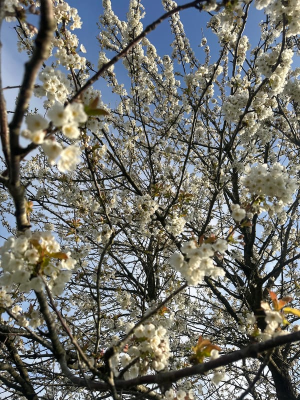 Spring blossoms captured in Tunbridge Wells tree photography