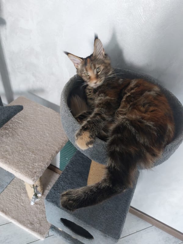 Morning cat sightings with child in Brest homes