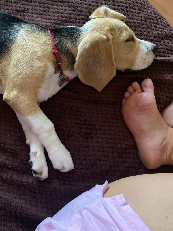 Lazy morning at home in Perm with a beagle and coffee