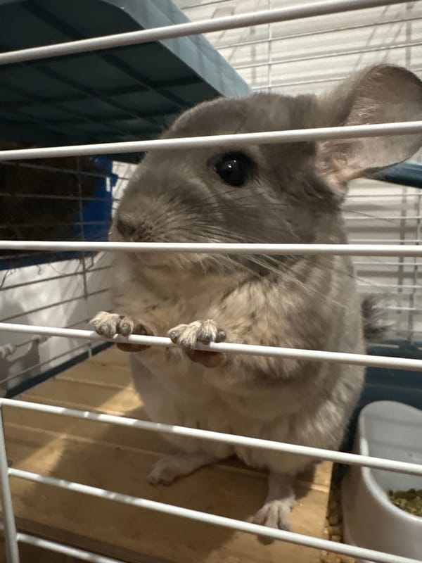 Domestic life with pet chinchillas documented in Almaty