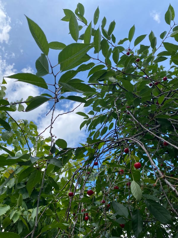 Backyard grill lit up, cherry tree heavy with ripe fruit