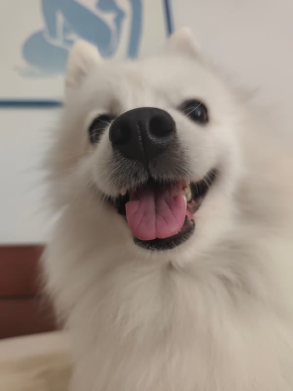 Fluffy white dog, tongue out, close-up and content.