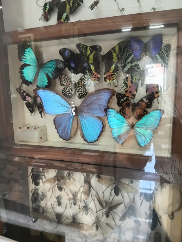 Exploring an insect museum's butterfly, beetle, and nest displays