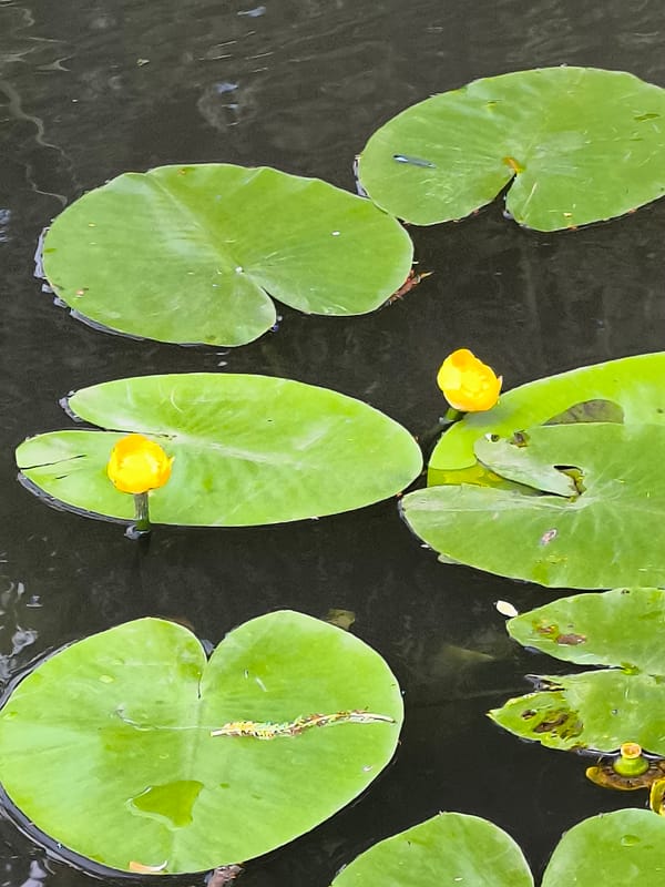 Morning pond life documented in Klaipėda, Lithuania