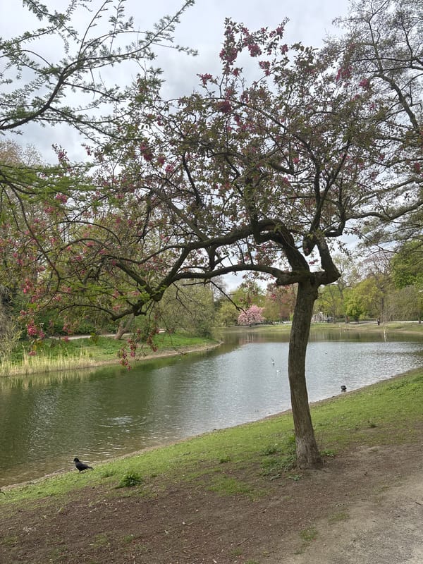 Spring blooms peak in Antwerp park along waterway