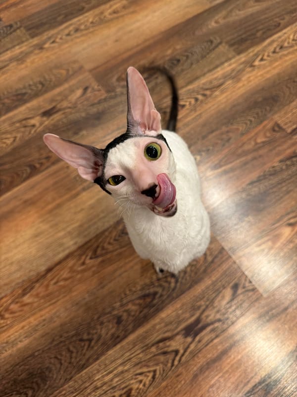 Cornish Rex cats being their usual expressive, curly-furred selves