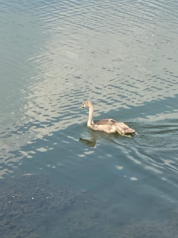 Swans on the water in Purkersdorf, Austria
