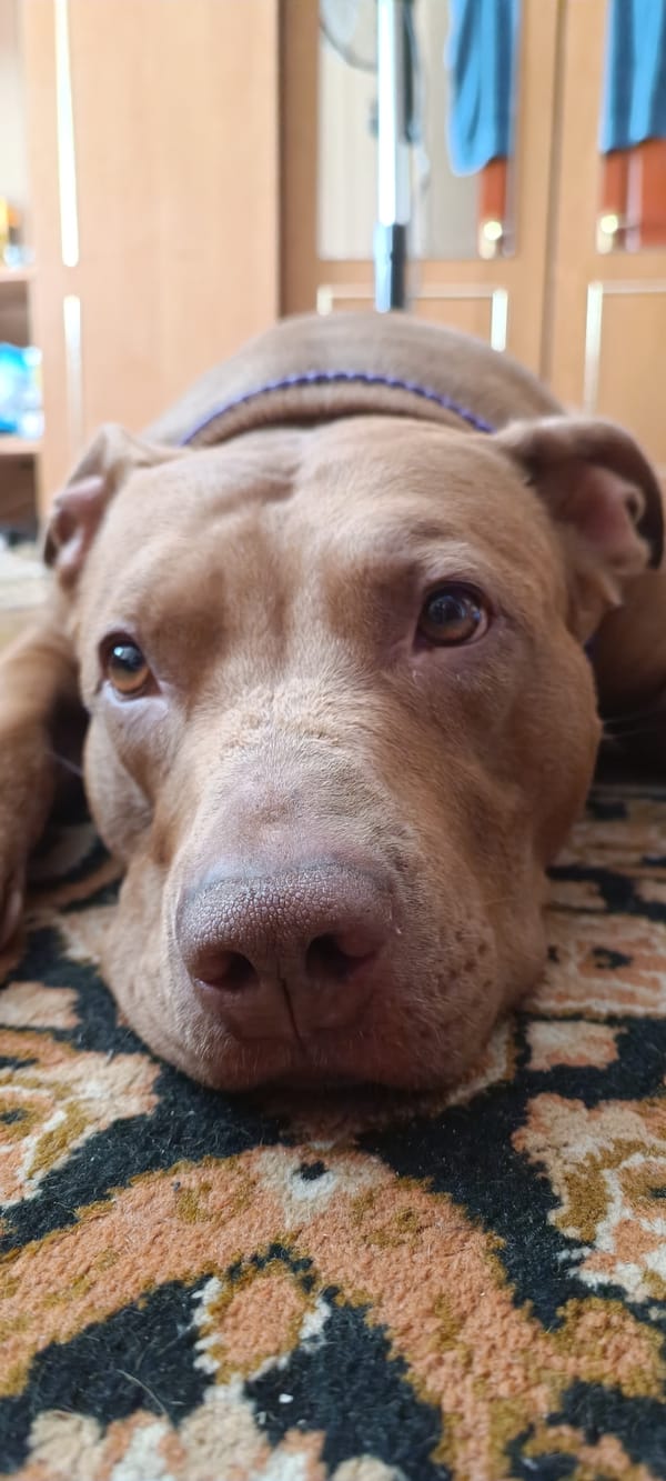 Lazy morning at home with a pit bull and stovetop stew