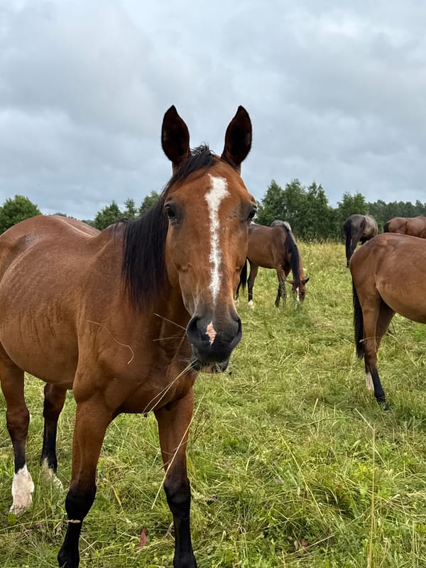 Horses grazing in a Lithuanian pasture on a cloudy day