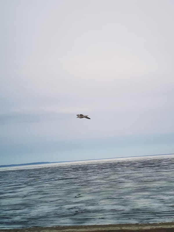 Seagull spotted over icy waters near Chaikovsky, Russia