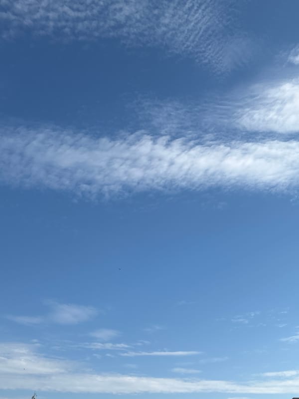 Summer morning in Bila Tserkva: skies, trees, and cats