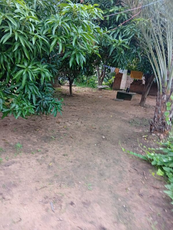 Small-scale farming and green spaces in Jalingo, Nigeria