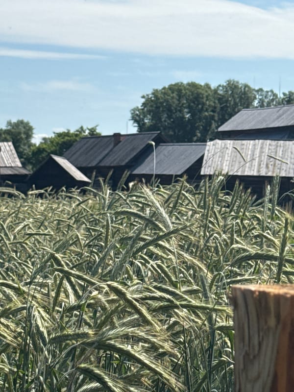 Harvest fields and historic timber architecture in Shushenskoye