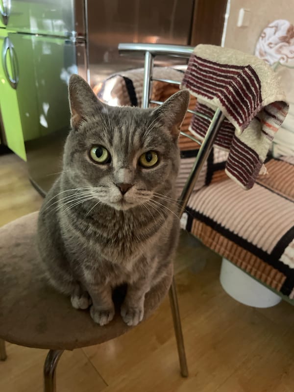 Grey tabby cats lounging and posing at home