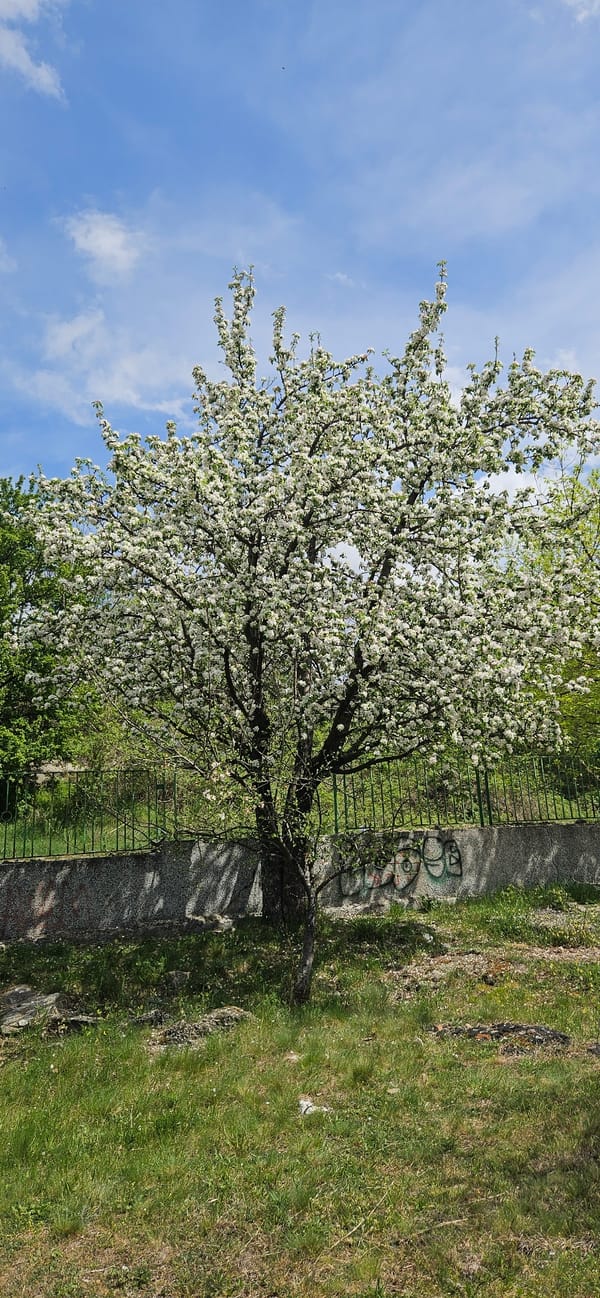 Fruit tree blooms observed in springtime Blagoevgrad