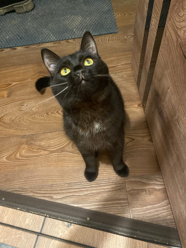 Black cat documented in various poses at Izhevsk residence
