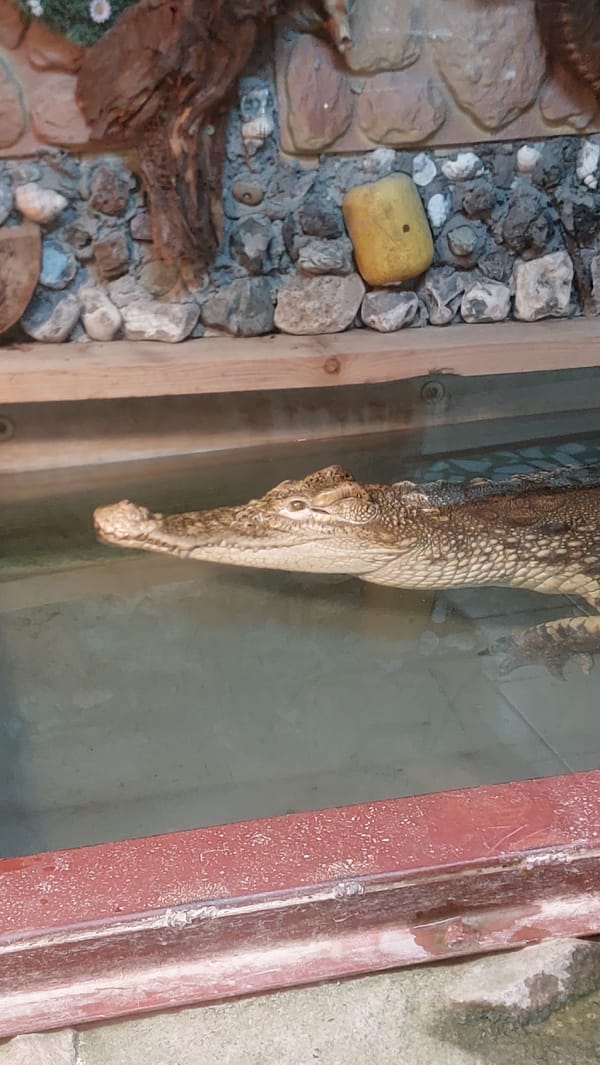 Zoo walk-through covering a wide mix of animal enclosures