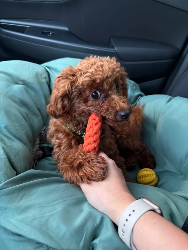 Poodle puppy's afternoon adventure around Sofia with toys and car rides