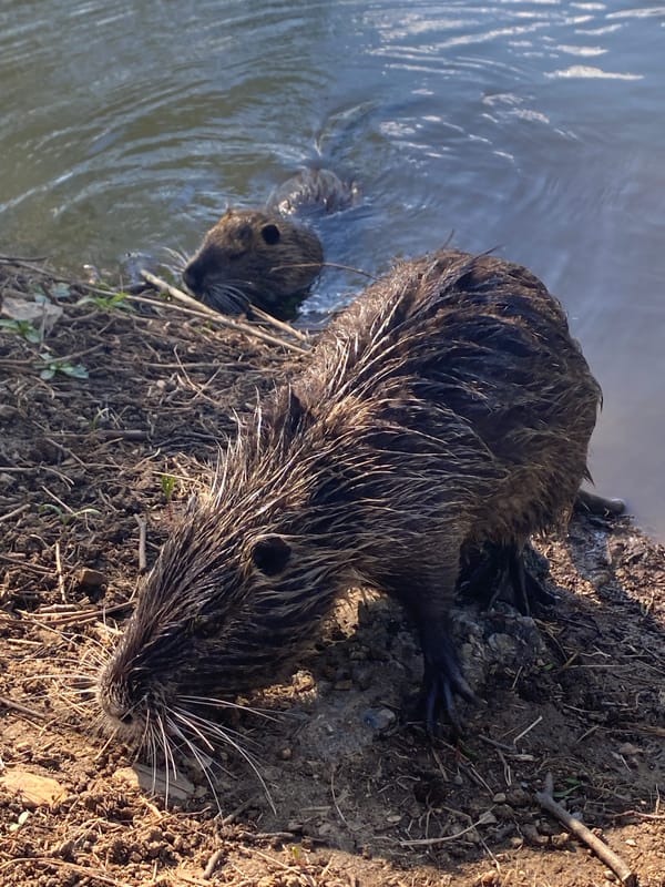 Nutria spotted at pond in Stara Zagora, Bulgaria