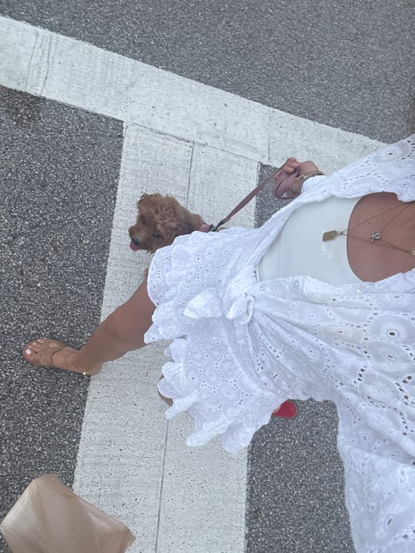 Woman walks poodle mix in evening Boca Raton crosswalk