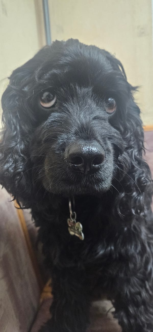 Black poodle mix photographed wearing silver collar in Sofia