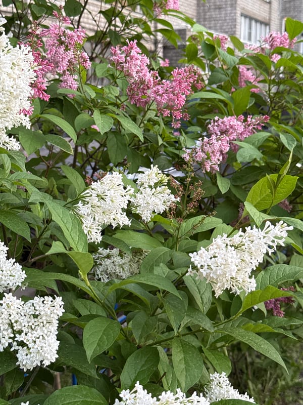 Afternoon at a Krasnoyarsk playground, lilacs in bloom
