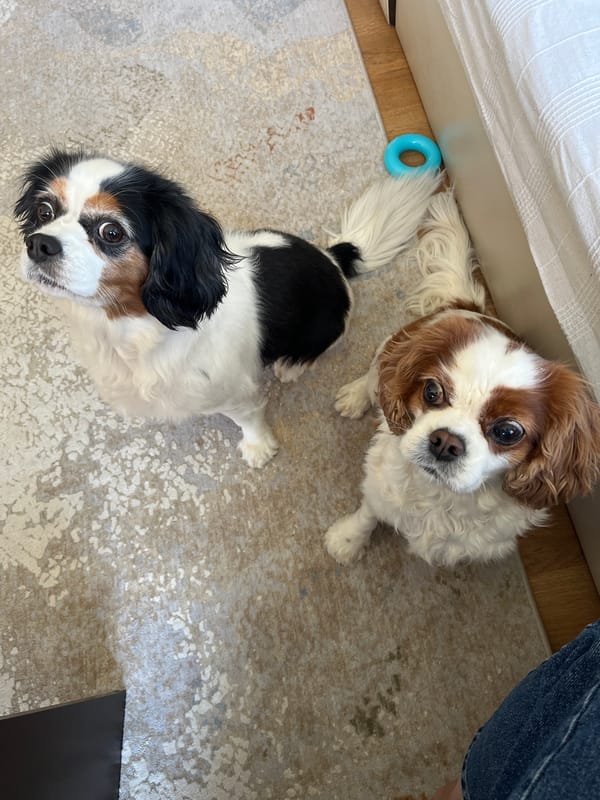 Morning domestic scene: Cavalier King Charles Spaniels and berry cheesecake