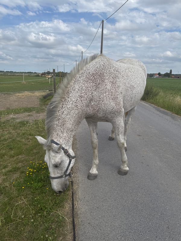 Horses at a rural Belgian property on a cloudy afternoon