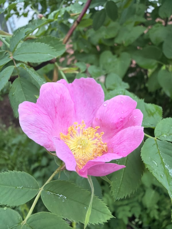 Morning domestic moments captured in Chaikovsky: blooming rose, bathing cat