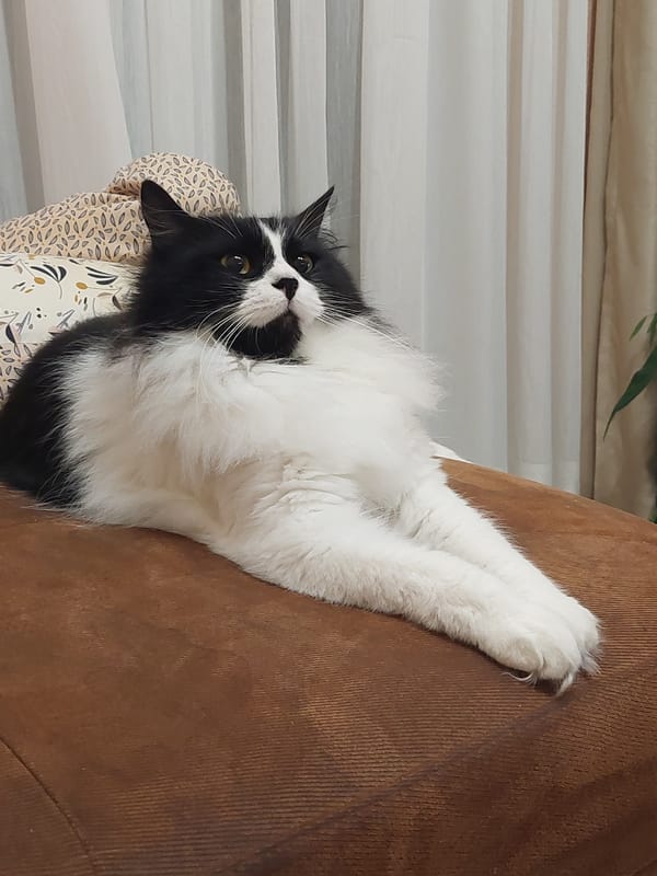 Cat rests on furniture in Plovdiv home