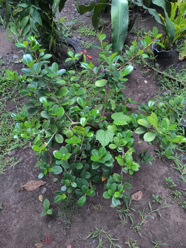 Tropical garden plants documented in outdoor setting