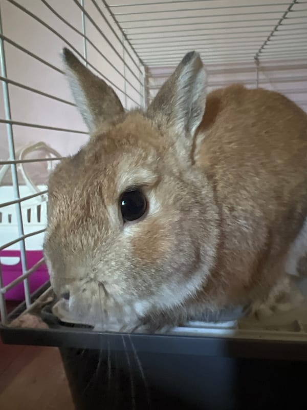 Domestic rabbit observed in multiple indoor settings in Ореховка