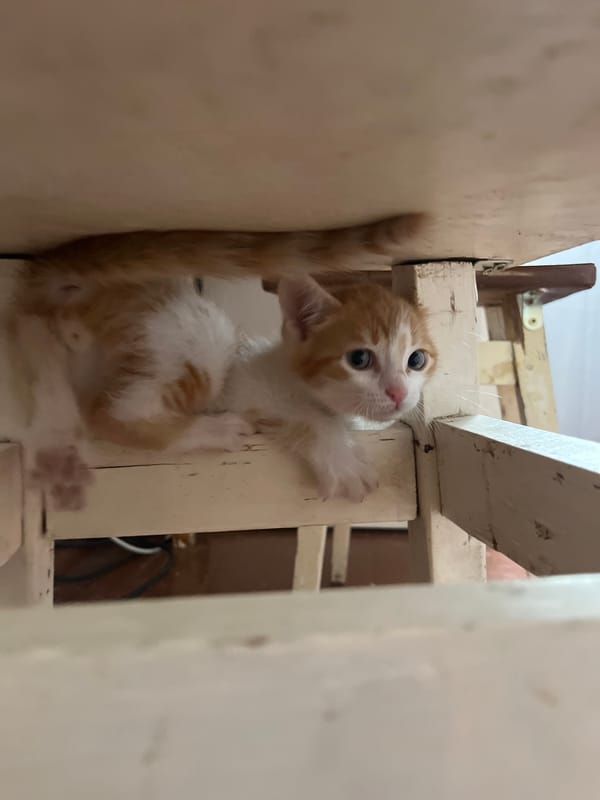 Casio wrist check and a napping kitten in Svietlahorsk