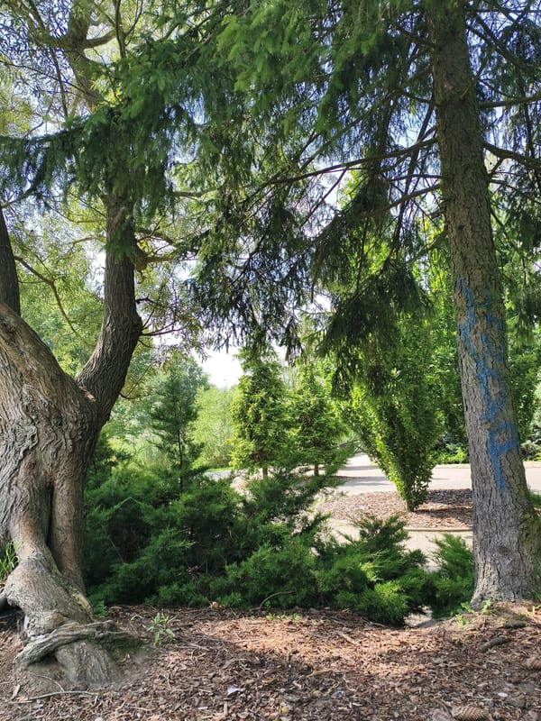 Sunny morning walk through Sztum's tree-lined park paths