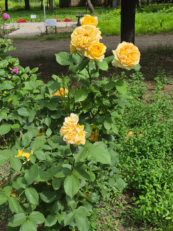 Morning stroll through blooming gardens and residential Sozonivka