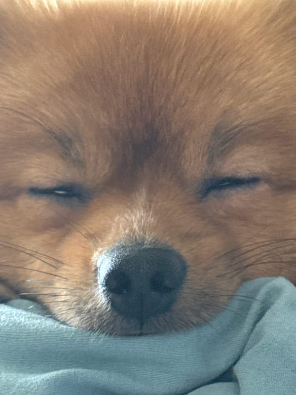 Pomeranian dog sleeps peacefully on bed in Khimki, Russia