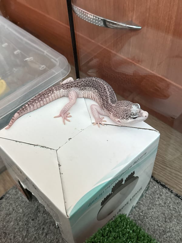 Pet gecko observed in domestic setting over one hour