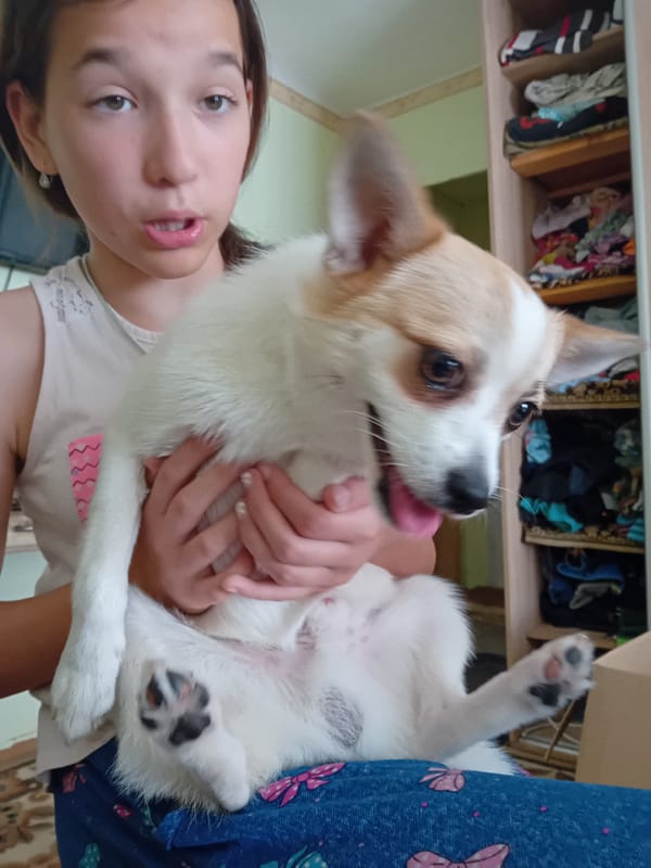 Playful afternoon with a small dog in a Chuhuiv apartment.