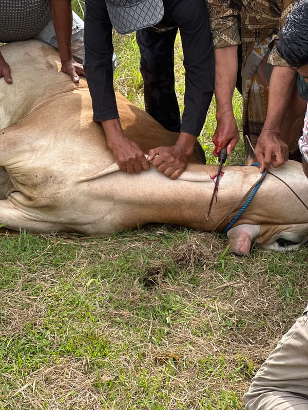 Religious cattle sacrifice ceremony observed in Lhokseumawe, Indonesia