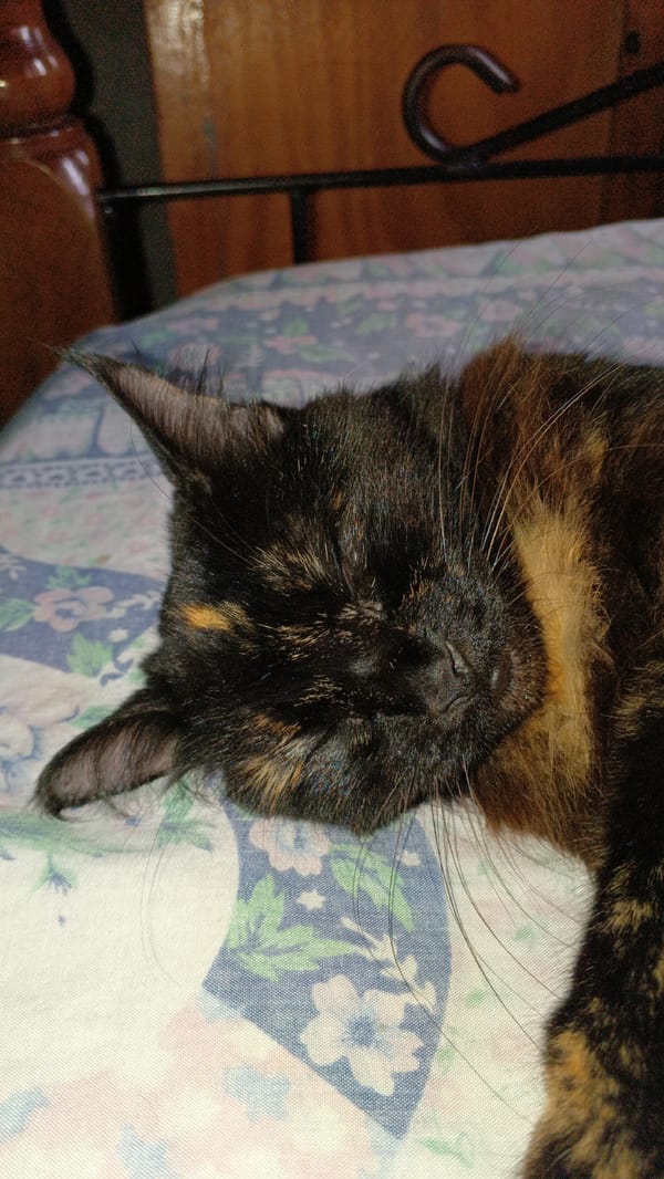 Tortoiseshell cat naps on floral bedding in San Felipe