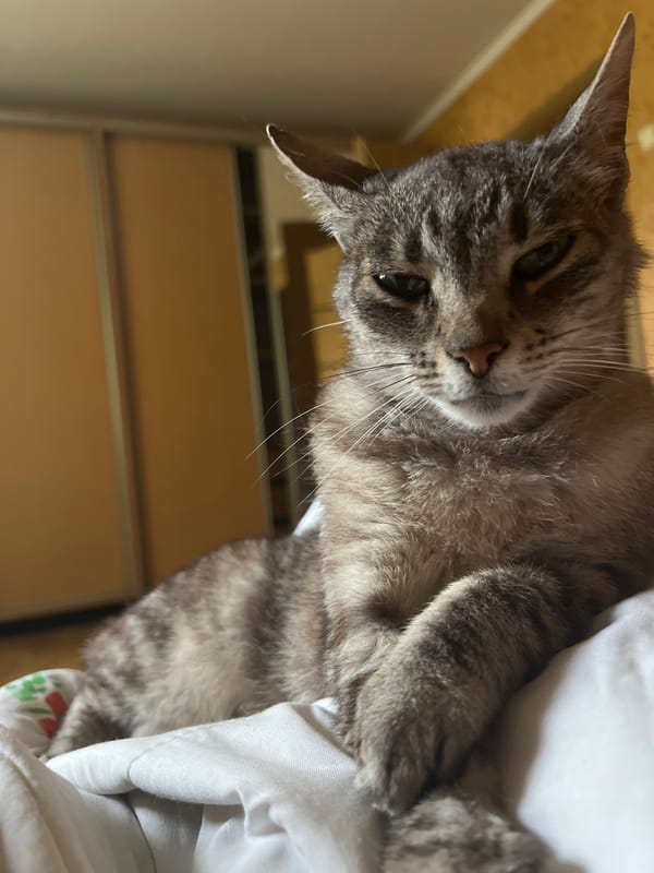 Tabby cat chilling on white bedding, getting some pets