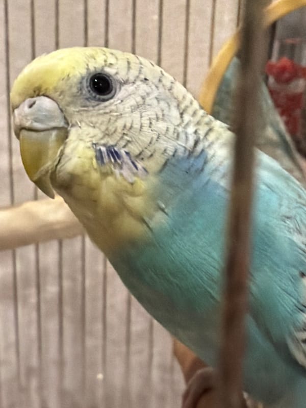 Budgerigar documented in cage over 16-minute observation period