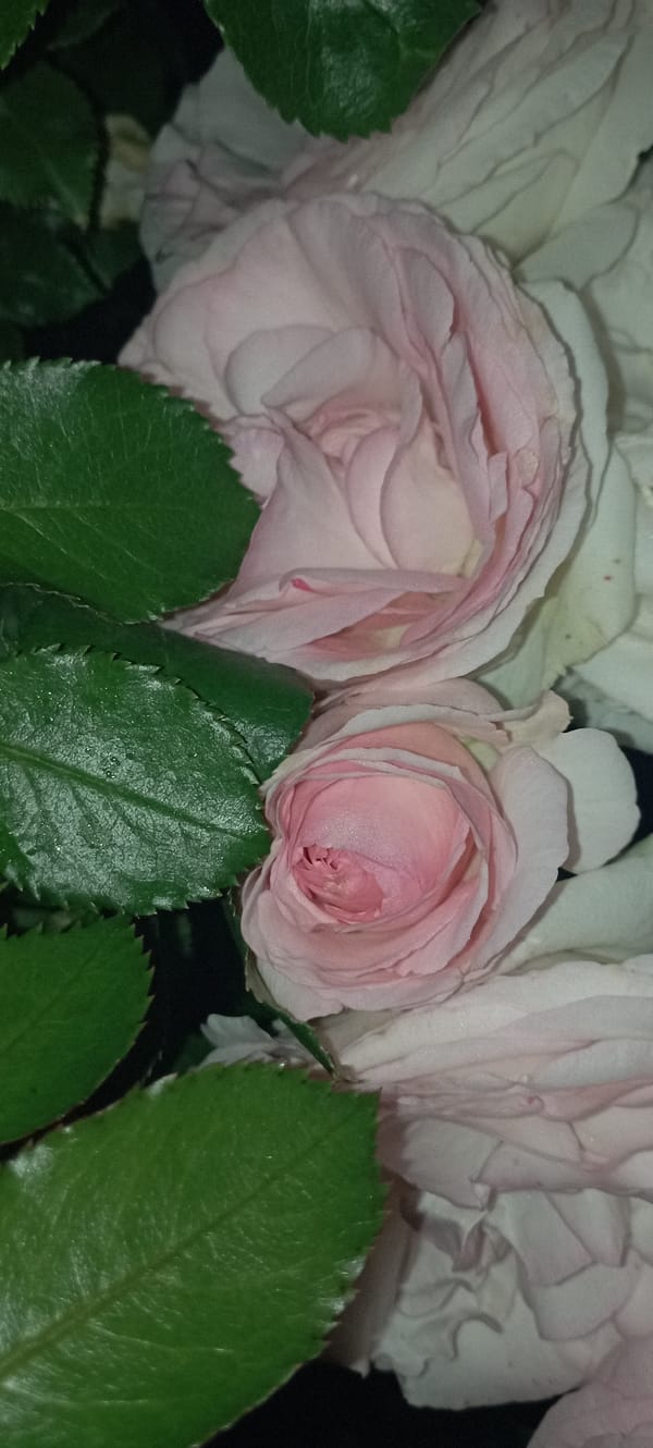 Close-up rose and orchid photography in Radisne, Ukraine