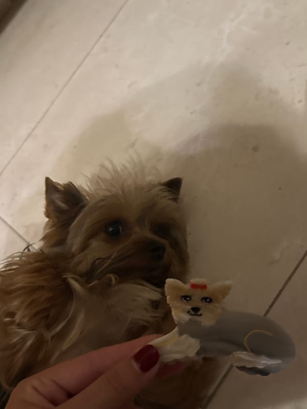 Late-night dog playtime captured in Mexican home